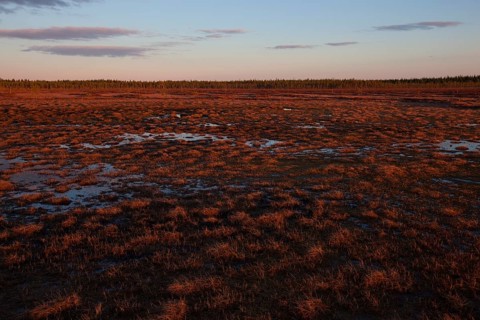 Moor at sunrise