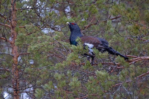 Western capercaillie