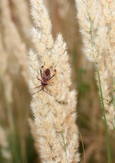 Western conifer seed bug