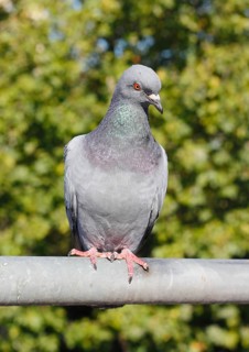 City domestic pigeon