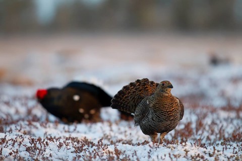 Black grouse