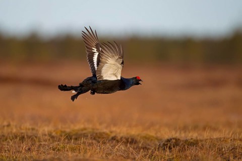 Black Grouse