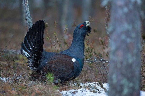Western capercaillie