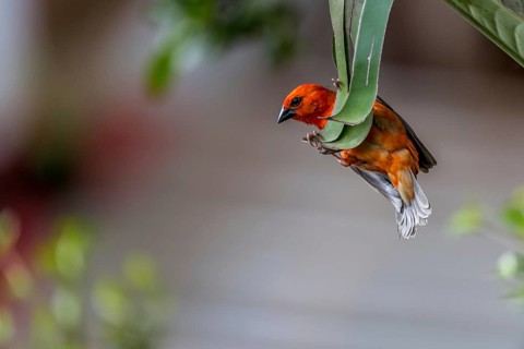 Madagascar red fody