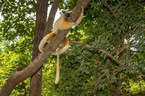 Golden-crowned sifaka
