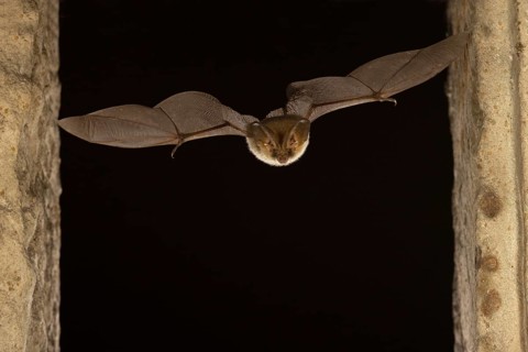 Brown long-eared bat