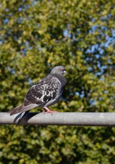 City domestic pigeon