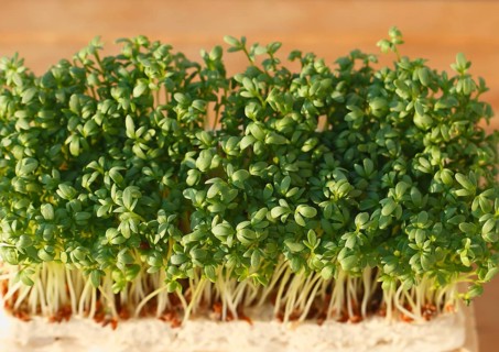 Garden cress