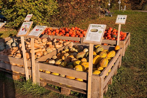 Pumpkins