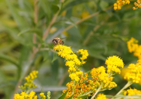 Dronefly
