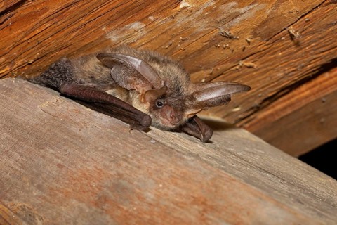 Brown long-eared bat
