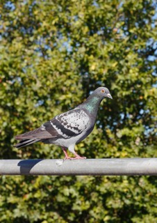 City domestic pigeon