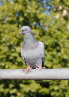 City domestic pigeon
