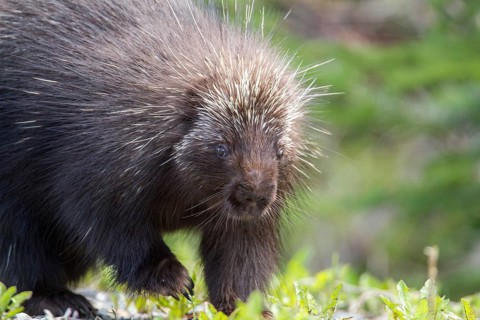 North american porcupine