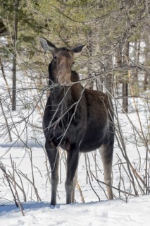 A moose cow eats twigs in a forest in winter. Alces americanus
