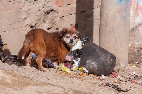 Dog looking for food in a garbage bag