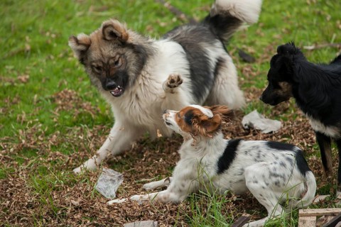 Dogs fighting in a meadow