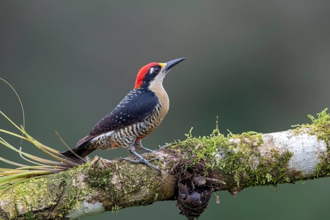 Black-cheeked woodpecker