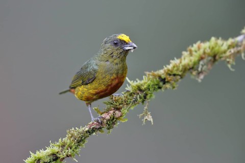 Olive-backed euphonia