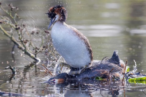 Great Crested Grebe
