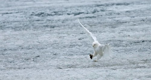 Snowy owl