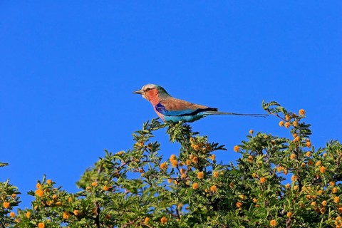 Lilac-breasted roller