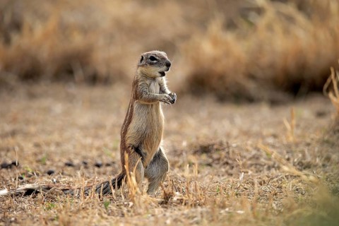 Cape ground squirrel
