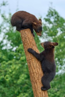 Black bear