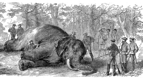 Big game hunt