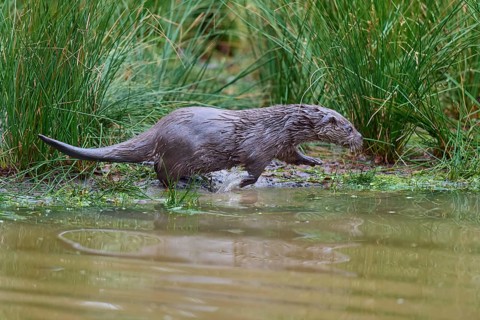 European Otter