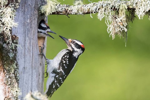 A hairy woodpecker
