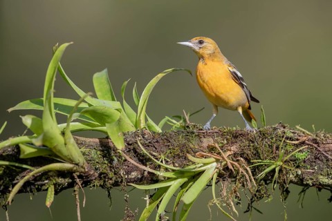 Baltimore oriole