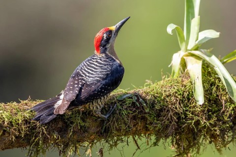 Black-cheeked woodpecker