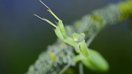 Closeup portrait of Green praying mantis sits on tree branch and looks at on camera lens. European mantis