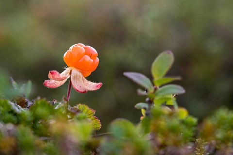 Cloudberry