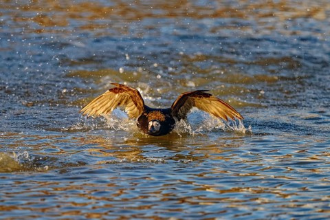 Long-tailed duck