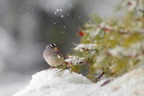 White-crowned sparrow