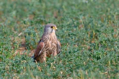 Common kestrel