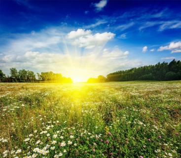 Summer blooming green meadow field with flowers with sun and blue sky