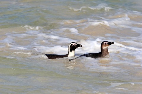 African penguin