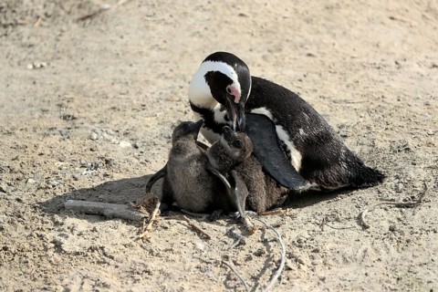 African penguin
