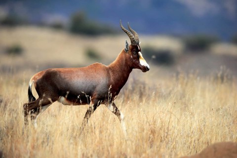 Bontebok