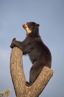 Sun bear
