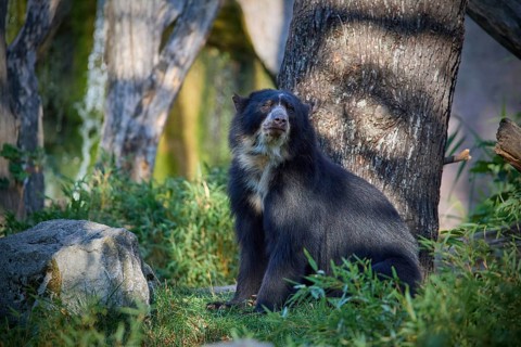 Sun bear