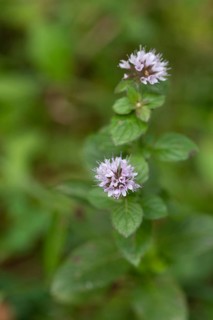 Water mint