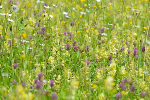 Mountain meadow with wildflowers