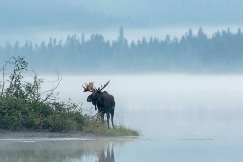 Dominant bull moose standing on a lakeshore during the rut and watching. Alces americanus