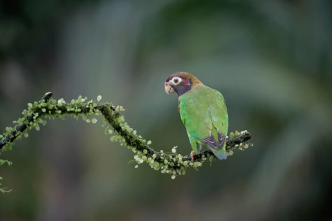 Brown-hooded parrot