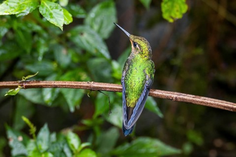 Green-crowned brilliant