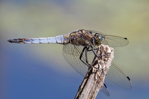 Black-tailed skimmer